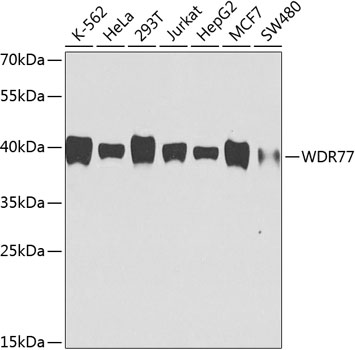 Western blot - WDR77 Monoclonal Antibody 