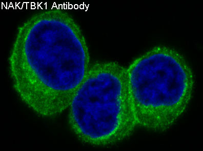 Immunofluorescent analysis of MCF7 cells, using NAK/TBK1 (N-term) Antibody.