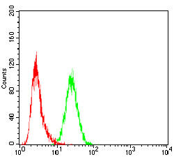 Fig2: Flow cytometric analysis of Hela cells with Slingshot homolog 1 antibody at 1/100 dilution (green) compared with an unlabelled control (cells without incubation with primary antibody; red).
