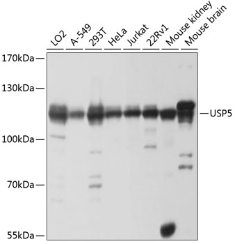 Western blot - USP5 Polyclonal Antibody 