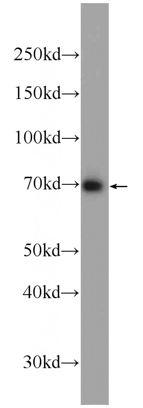 HeLa cells were subjected to SDS PAGE followed by western blot with Catalog No:114631(RFTN1 Antibody) at dilution of 1:2000
