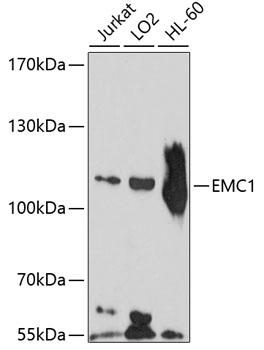 Western blot - EMC1 Polyclonal Antibody 