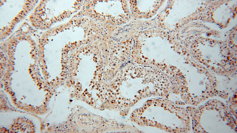 Immunohistochemical of paraffin-embedded human testis using Catalog No:112971(MYLIP antibody) at dilution of 1:50 (under 10x lens)