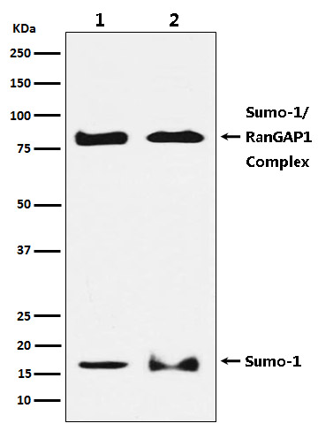 Western blot analysis of SUMO1 expression in (1) HeLa cell lysate; (2) NIH/3T3 cell lysate.