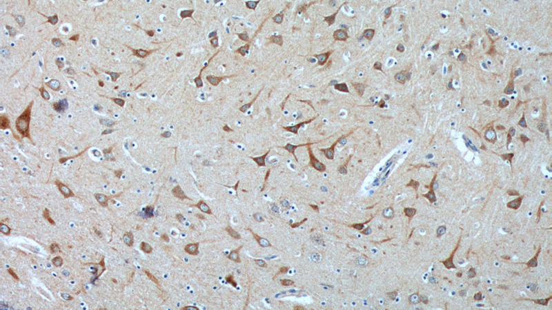 Immunohistochemistry of paraffin-embedded human brain tissue slide using Catalog No:113208(NPBWR2 Antibody) at dilution of 1:100 (under 10x lens).
