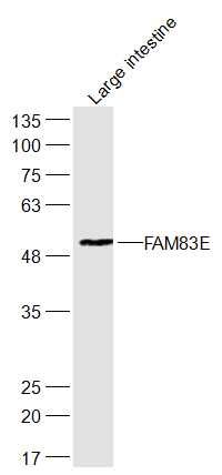 Fig2: Sample:; Large intestine (Mouse) Lysate at 40 ug; Primary: Anti-FAM83E at 1/300 dilution; Secondary: IRDye800CW Goat Anti-Rabbit IgG at 1/20000 dilution; Predicted band size: 52 kD; Observed band size: 52 kD