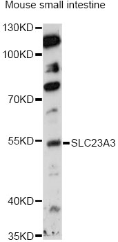 Western blot - SLC23A3 Polyclonal Antibody 