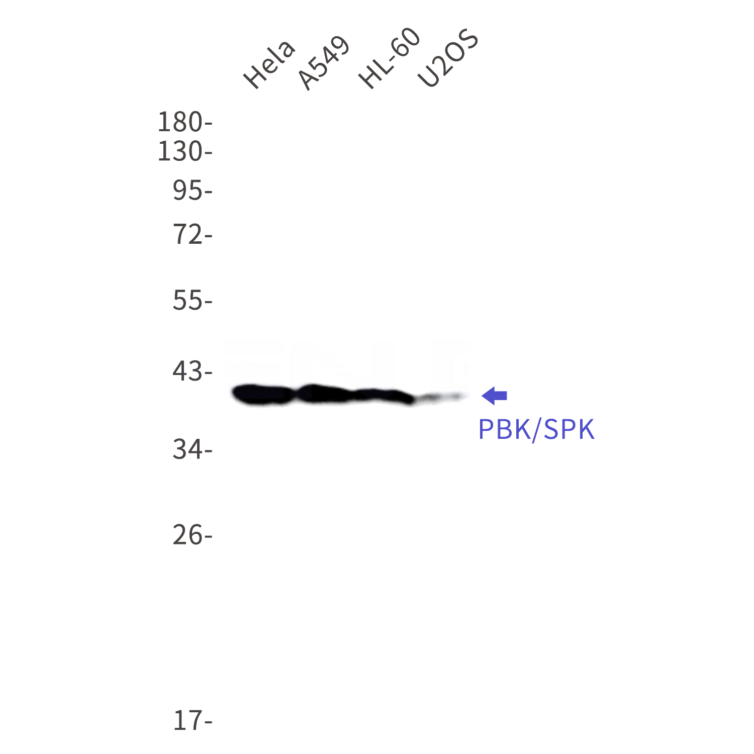 Western blot detection of PBK/SPK in Hela,A549,HL-60,U2OS cell lysates using PBK/SPK Rabbit mAb(1:1000 diluted).Predicted band size:36kDa.Observed band size:40kDa.