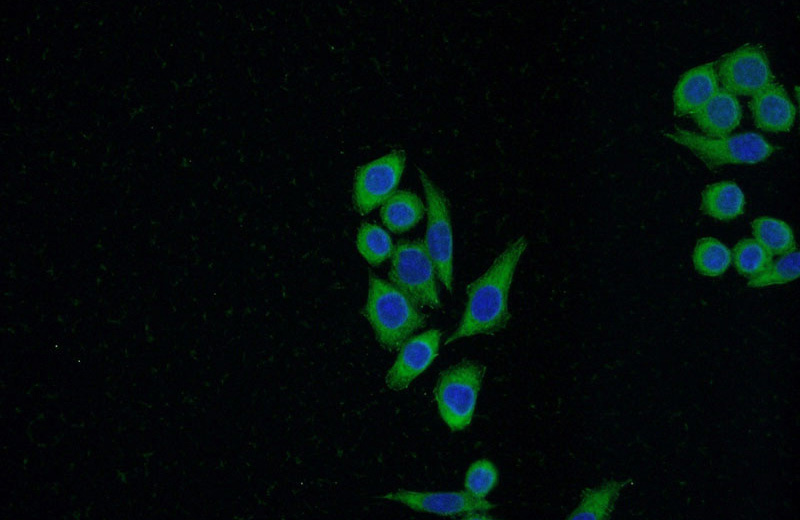 Immunofluorescent analysis of (-20oc Ethanol) fixed HeLa cells using Catalog No:110650(FHL2 Antibody) at dilution of 1:50 and Alexa Fluor 488-congugated AffiniPure Goat Anti-Rabbit IgG(H+L)