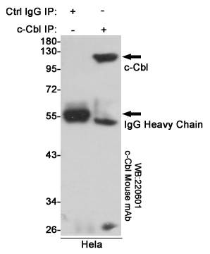 Immunoprecipitation analysis of Hela cell lysates using c-Cbl mouse mAb.