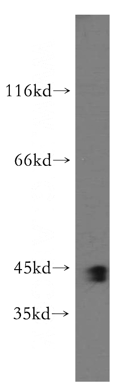 HepG2 cells were subjected to SDS PAGE followed by western blot with Catalog No:115431(SMARCB1 antibody) at dilution of 1:500