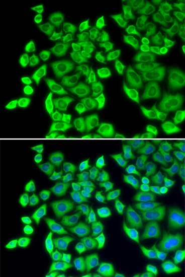 Immunofluorescence - EEF1D Polyclonal Antibody 
