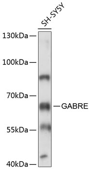 Western blot - GABRE Polyclonal Antibody 