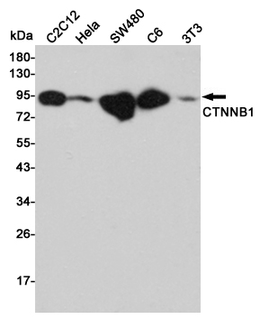 Western blot analysis of CTNNB1 expression in C2C12,Hela,SW480,C6 and 3T3 cell lysates using CTNNB1 antibody at 1/1000 dilution.Predicted band size:92KDa.Observed band size:92KDa.