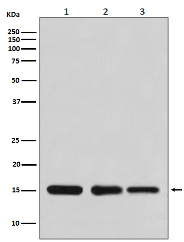 Western blot analysis of Histone H3 expression in (1) HeLa cell lysate; (2) NIH/3T3 cell lysate; (3) Rat brain lysate.