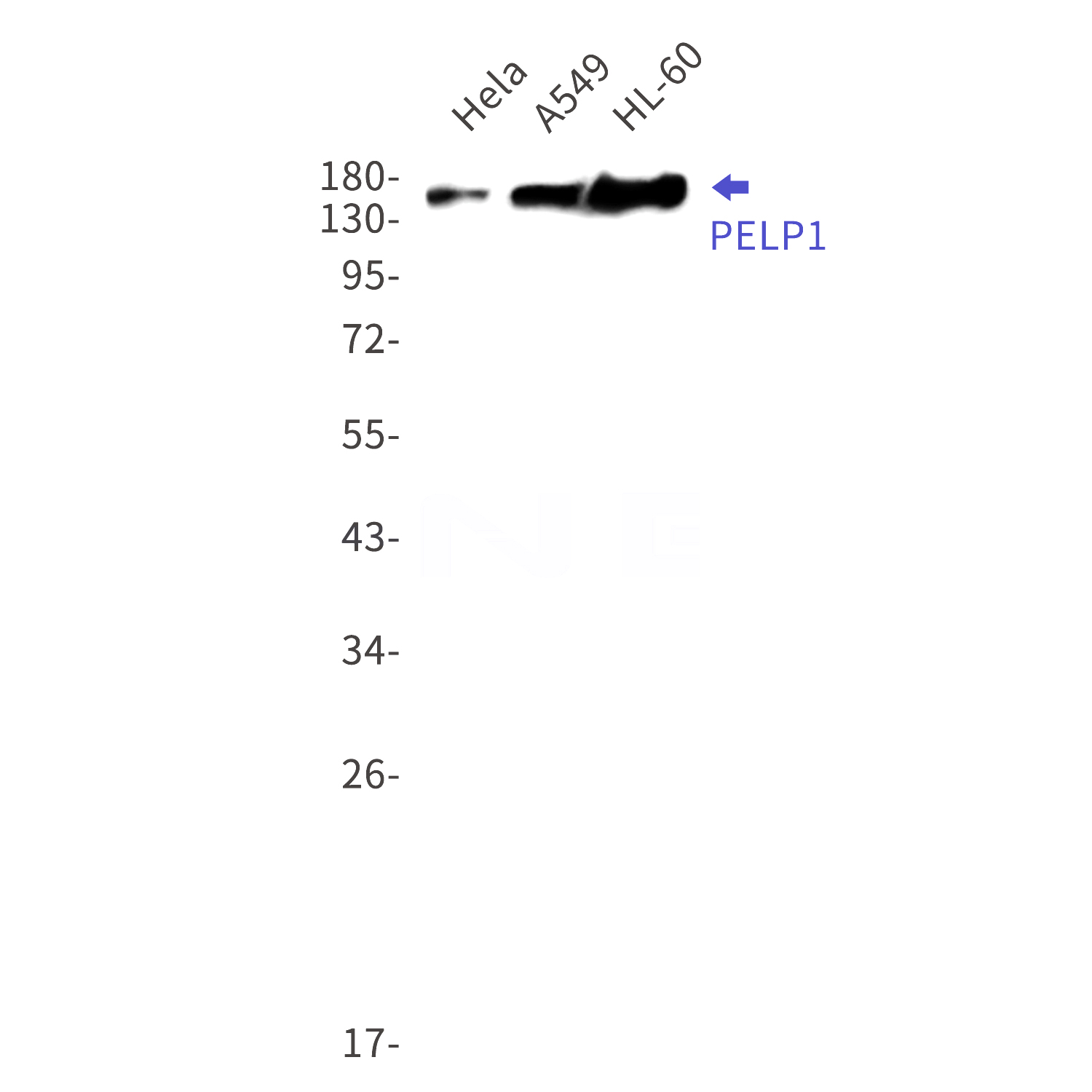 Western blot detection of PELP1 in Hela,A549,HL-60 cell lysates using PELP1 Rabbit mAb(1:1000 diluted).Predicted band size:120kDa.Observed band size:160kDa.
