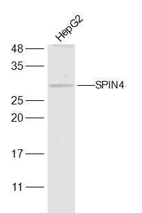 Fig1: Sample:; HepG2(Human) Cell Lysate at 30 ug; Primary: Anti-SPIN4 at 1/300 dilution; Secondary: IRDye800CW Goat Anti-Rabbit IgG at 1/20000 dilution; Predicted band size: 29 kD; Observed band size: 29 kD