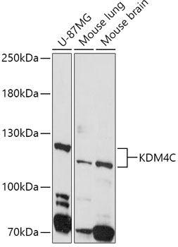 Western blot - KDM4C Polyclonal Antibody 