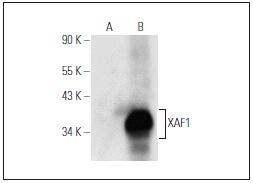 Fig1: Western blot analysis of XAF1 expression in non-transfected (A) and human XAF1 transfected (B) 293T whole cell lysates.