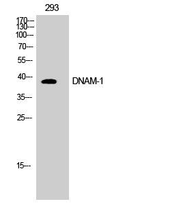 Fig1:; Western Blot analysis of COS7 cells using DNAM-1 Polyclonal Antibody diluted at 1: 500
