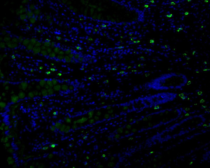 Fig7:; Immunofluorescence staining of paraffin-embedded human colon tissue using anti-MUC2 antibody. The section was pre-treated using heat mediated antigen retrieval with Tris-EDTA buffer (pH 9.0) for 20 minutes. The tissues were blocked in 10% negative goat serum for 1 hour at room temperature, washed with PBS, and then probed with 176554# at 1/100 dilution for 10 hours at 4℃ and detected using Alexa Fluor® 488 conjugate-Goat anti-Rabbit IgG (H+L) Secondary Antibody at a dilution of 1:500 for 1 hour at room temperature.