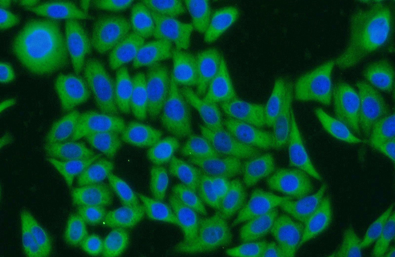 Immunofluorescent analysis of HeLa cells using Catalog No:113411(NUDC Antibody) at dilution of 1:25 and Alexa Fluor 594-congugated AffiniPure Goat Anti-Rabbit IgG(H+L)