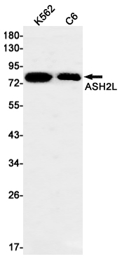 Western blot detection of ASH2L in K562,C6 cell lysates using ASH2L Rabbit mAb(1:1000 diluted).Predicted band size:69kDa.Observed band size:80kDa.