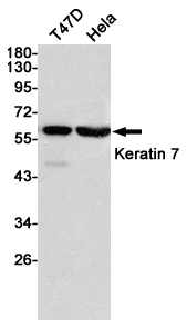 Western blot detection of Keratin 7 in T47D and Hela cell lysates using Keratin 7 mouse mAb(dilution 1:1000).Predicted band size:51kDa.Observed band size:55kDa.