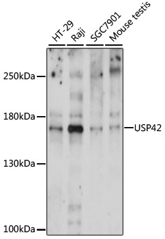 Western blot - USP42 Polyclonal Antibody 