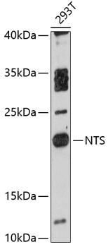 Western blot - NTS Polyclonal Antibody 