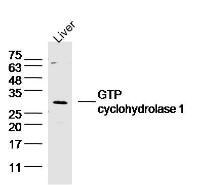 Fig1: Sample:Liver (Mouse) Lysate at 40 ug; Primary: Anti-GTP cyclohydrolase 1 at 1/300 dilution; Secondary: IRDye800CW Goat Anti-Rabbit IgG at 1/20000 dilution; Predicted band size: 27 kD; Observed band size: 27 kD