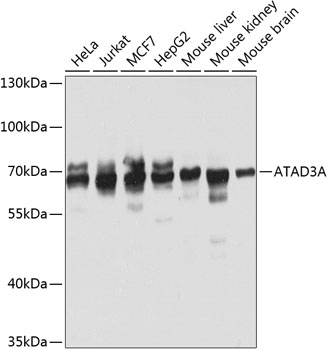 Western blot - ATAD3A Polyclonal Antibody 
