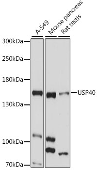 Western blot - USP40 Polyclonal Antibody 