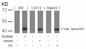 Western blot analysis of extracts from sorbitol-treated 293, Serum-treated C2C12 and UV-treated HepG2 cells using c-Jun (Phospho-Ser243) Antibody .