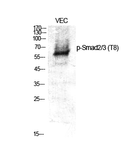 Western Blot analysis of various cells using Phospho-Smad2/3 (T8) Polyclonal Antibody