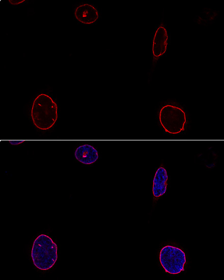 Immunofluorescence - EMD Polyclonal Antibody 
