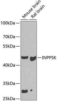Western blot - INPP5K Polyclonal Antibody 