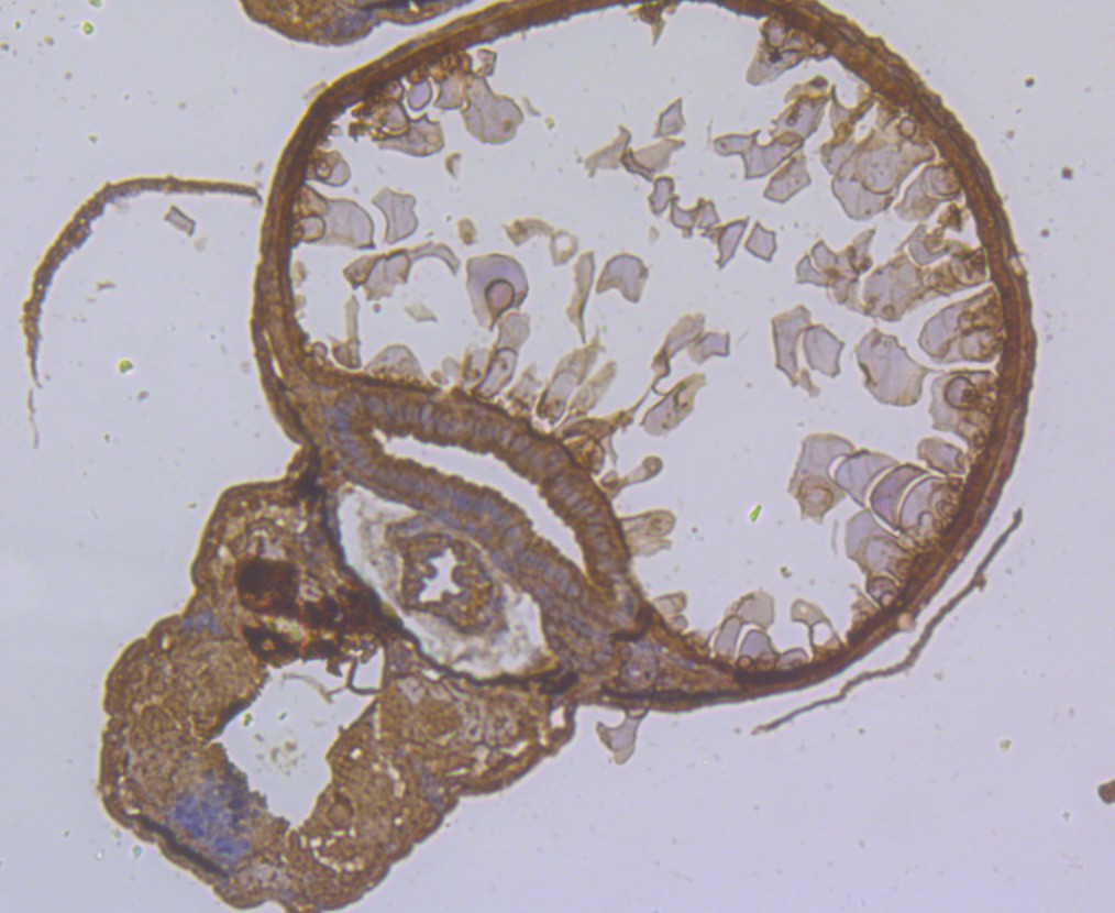 Fig2:; Immunohistochemical analysis of paraffin-embedded Zebrafish tissue using anti-SHE antibody. The section was pre-treated using heat mediated antigen retrieval with Tris-EDTA buffer (pH 8.0-8.4) for 20 minutes.The tissues were blocked in 5% BSA for 30 minutes at room temperature, washed with ddH; 2; O and PBS, and then probed with the antibody at 1/200 dilution, for 30 minutes at room temperature and detected using an HRP conjugated compact polymer system. DAB was used as the chrogen. Counter stained with hematoxylin and mounted with DPX.