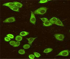 Immunocytochemistry staining of HeLa cells fixed with 4% Paraformaldehyde and using anti-BiP/GRP78 (C-terminus) mouse mAb (dilution 1:50).