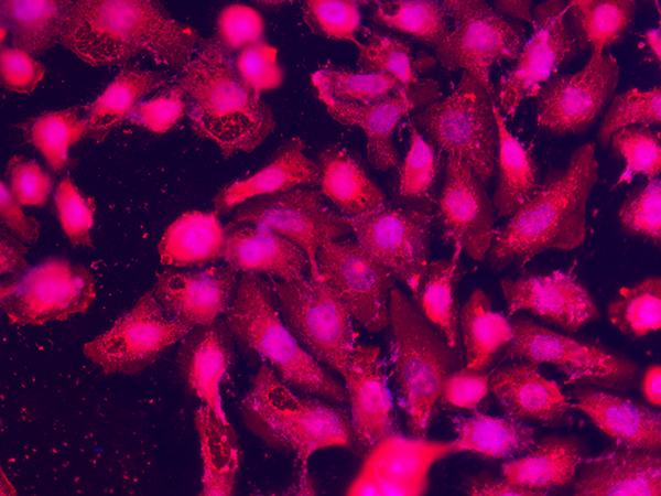 SPARCL1 / SPARC-like 1 Antibody, Rabbit MAb, Immunofluorescence