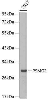 Western blot - PSMG2 Polyclonal Antibody 