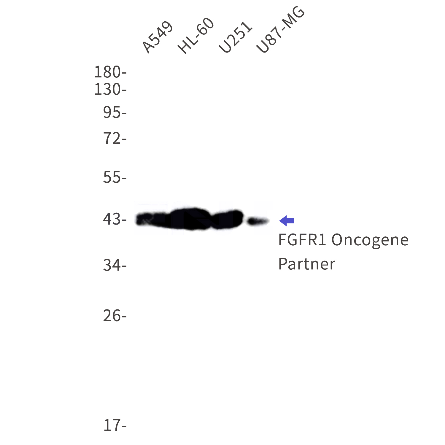 Western blot detection of FGFR1 Oncogene Partner in A549,HL-60,U251,U87-MG cell lysates using FGFR1 Oncogene Partner Rabbit mAb(1:1000 diluted).Predicted band size:43kDa.Observed band size:43kDa.