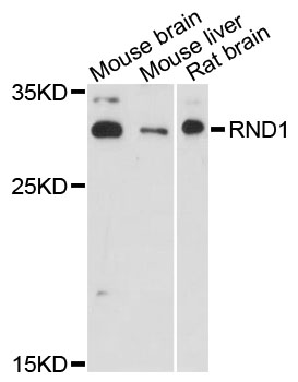 Western blot - RND1 Polyclonal Antibody 