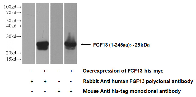Transfected HEK-293 cells were subjected to SDS PAGE followed by western blot with Catalog No:110631(FGF13 Antibody) at dilution of 1:1000
