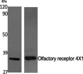 Fig1:; Western Blot analysis of various cells using Olfactory receptor 4X1 Polyclonal Antibody