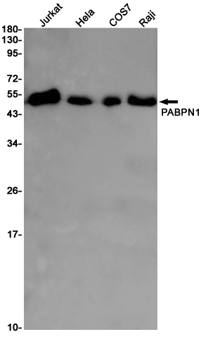 Western blot detection of PABPN1 in Jurkat,Hela,COS7,Raji cell lysates using PABPN1 Rabbit pAb(1:1000 diluted).Predicted band size:33KDa.Observed band size:50KDa.