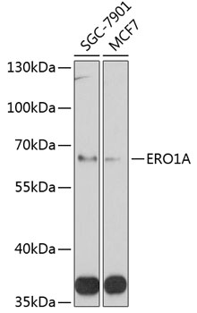 Western blot - ERO1A Polyclonal Antibody 