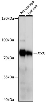 Western blot - SIX5 Polyclonal Antibody 