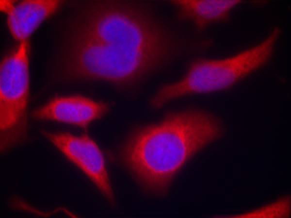Immunofluorescence staining of methanol-fixed Hela cells using AMPKu03b11(Phospho-Ser487)Antibody .