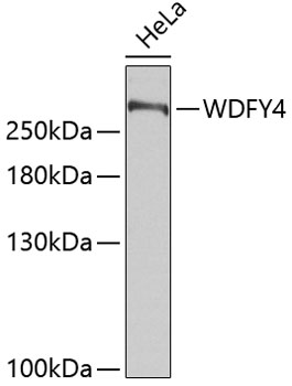 Western blot - WDFY4 Polyclonal Antibody 